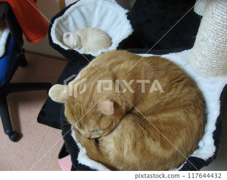 Two cats sleeping in a hammock Two cats sleeping in a hammock 117644432