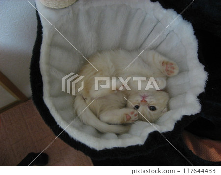 Kitten flipping over Kitten flipping over 117644433