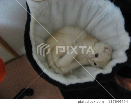 Playful kitten Playful kitten 117644434