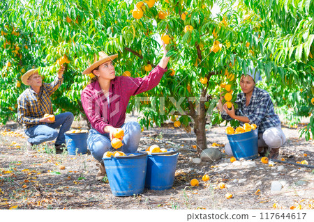 Group of farm workers harvesting crop of ripe peaches at garden Group of farm workers harvesting crop of ripe peaches at garden 117644617