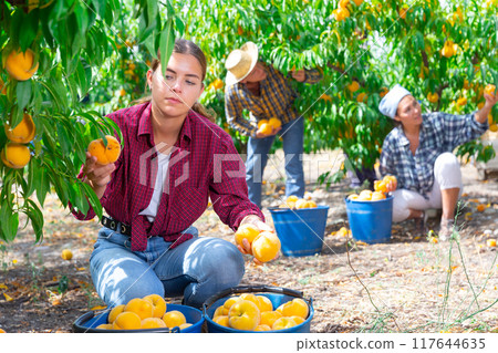 Focused female owner of orchard gathering harvest of ripe peaches on day 117644635