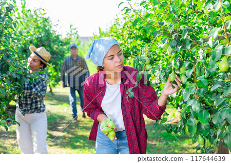 Woman gardener picking sweet pears from tree 117644639