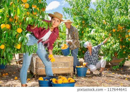 Three workers harvesting peaches 117644641