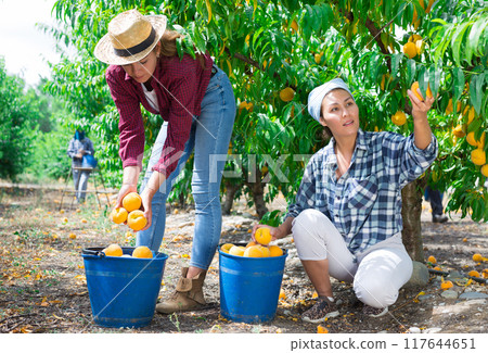 Two female farmers harvesting peaches in summer orchard Two female farmers harvesting peaches in summer orchard 117644651