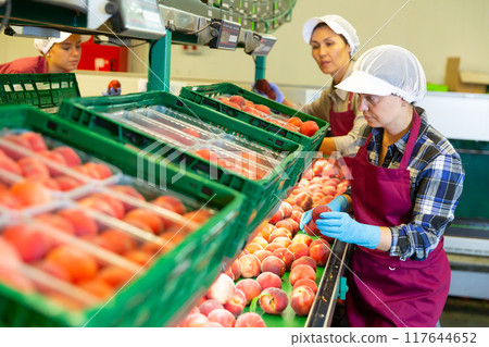 Women workers soring peaches Women workers soring peaches 117644652