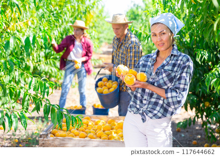 Asian woman gardener picking peaches from tree at orchard 117644662