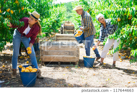 Group of people gathering harvest of peaches in farm orchard Group of people gathering harvest of peaches in farm orchard 117644663