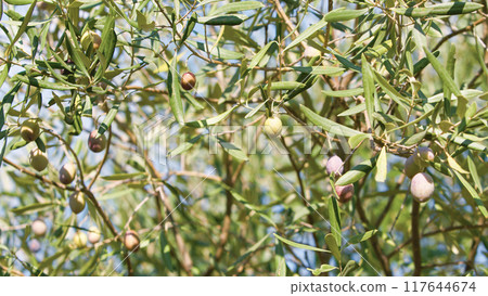 branch with Italian green olives branch with Italian green olives 117644674