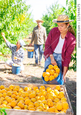 Female worker harvest ripe peaches in big box Female worker harvest ripe peaches in big box 117644675