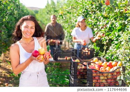 Portrait of female farmer with ripe apples in hands 117644696