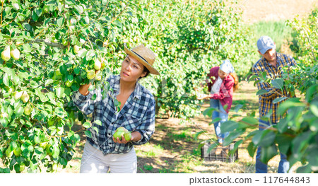 Asian woman farmer in straw hat picking fresh pears Asian woman farmer in straw hat picking fresh pears 117644843