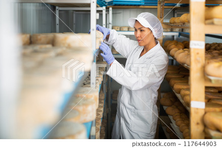 Woman in white uniform examining quality of cheese in ripening room 117644903