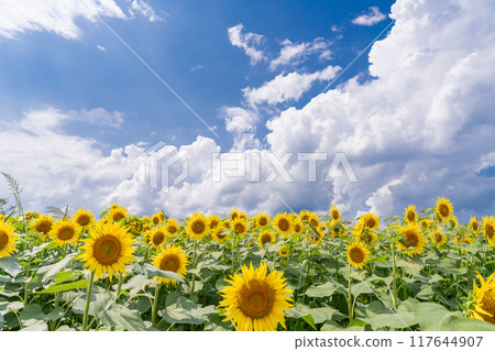 [新潟縣] 盛開的向日葵田、津南向日葵廣場 117644907