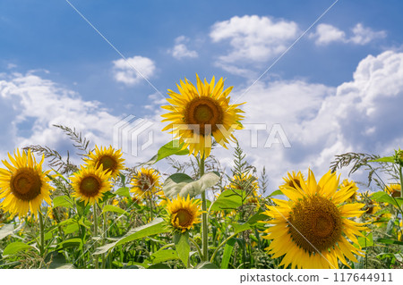 [新潟縣] 盛開的向日葵田、津南向日葵廣場 117644911