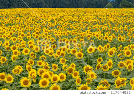 <Niigata Prefecture> Sunflower fields in full bloom at Tsunan Sunflower Square <Niigata Prefecture> Sunflower fields in full bloom at Tsunan Sunflower Square 117644921