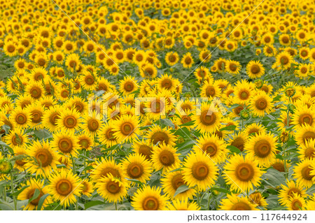 <Niigata Prefecture> Sunflower fields in full bloom at Tsunan Sunflower Square 117644924
