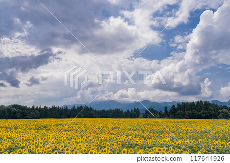 <Niigata Prefecture> Sunflower fields in full bloom at Tsunan Sunflower Square 117644926