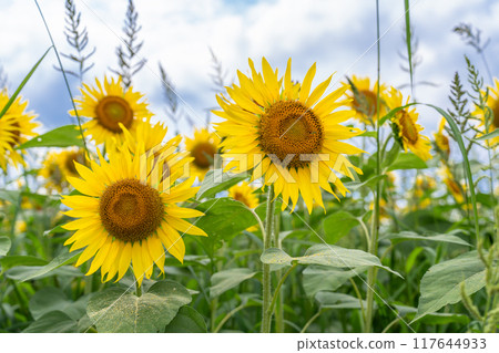 <Niigata Prefecture> Sunflower fields in full bloom at Tsunan Sunflower Square 117644933