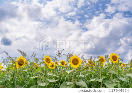<Niigata Prefecture> Sunflower fields in full bloom at Tsunan Sunflower Square 117644934