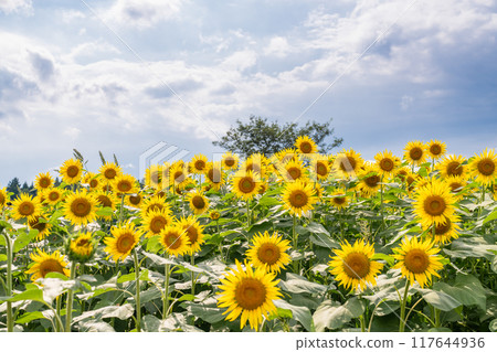<Niigata Prefecture> Sunflower fields in full bloom at Tsunan Sunflower Square 117644936