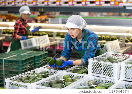 Workwoman working at fruit warehouse putting avocado into container Workwoman working at fruit warehouse putting avocado into container 117644974