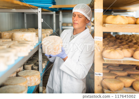 Handsome cheese maker checking aging process of goat cheese standing at small cellar. Numbers on white pieces of paper are date when cheese was put into ripening chamber 117645002