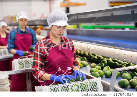 Hispanic female worker checking ripe avocados on conveyor belt Hispanic female worker checking ripe avocados on conveyor belt 117645024