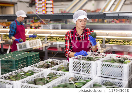 Woman checking boxes with avocado after packaging at mango factory 117645038