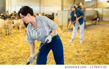 Skilled busy Latin female farmer working with hay and straw, taking care of goats on farm 117645130