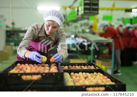 Asian woman sorting peaches Asian woman sorting peaches 117645210