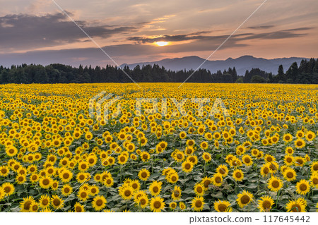 <Niigata Prefecture> Sunflower fields in full bloom and Tsunan Sunflower Square at dusk 117645442
