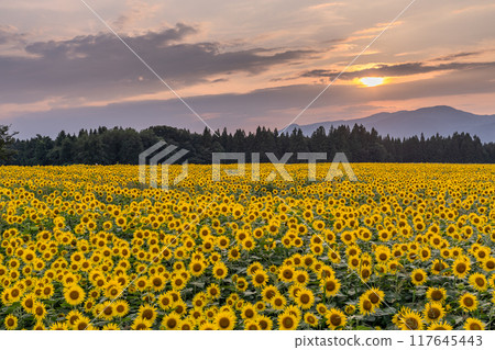 <Niigata Prefecture> Sunflower fields in full bloom and Tsunan Sunflower Square at dusk <Niigata Prefecture> Sunflower fields in full bloom and Tsunan Sunflower Square at dusk 117645443