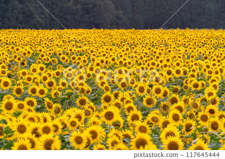 [新潟縣] 盛開的向日葵田/黃昏的津南向日葵廣場 117645444