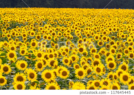 [新潟縣] 盛開的向日葵田/黃昏的津南向日葵廣場 117645445