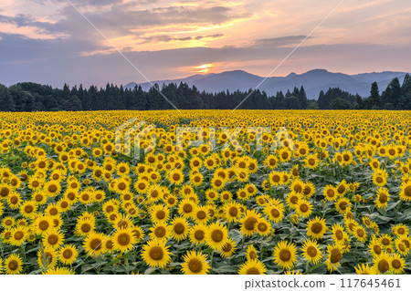 [新潟縣] 盛開的向日葵田/黃昏的津南向日葵廣場 117645461