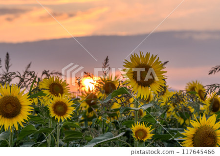 [新潟縣] 盛開的向日葵田/黃昏的津南向日葵廣場 117645466