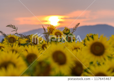[新潟縣] 盛開的向日葵田/黃昏的津南向日葵廣場 117645467