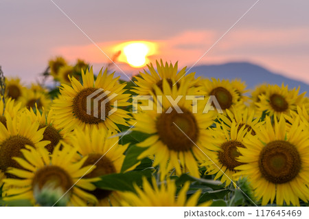 <Niigata Prefecture> Sunflower fields in full bloom and Tsunan Sunflower Square at dusk 117645469