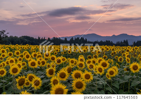 <Niigata Prefecture> Sunflower fields in full bloom and Tsunan Sunflower Square at dusk 117645503
