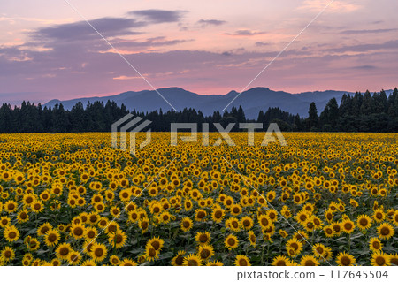 [新潟縣] 盛開的向日葵田/黃昏的津南向日葵廣場 117645504