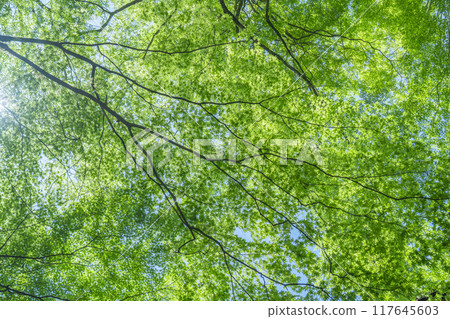 Kyoto, Kifune riverside terrace, blue sky and autumn leaves Kyoto, Kifune riverside terrace, blue sky and autumn leaves 117645603