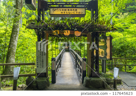京都，神護寺腳下，楓樹叢與新綠 117645623