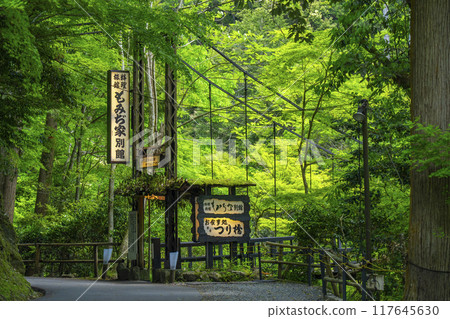 Maple trees and fresh greenery at the foot of Jingoji Temple, Kyoto Maple trees and fresh greenery at the foot of Jingoji Temple, Kyoto 117645630
