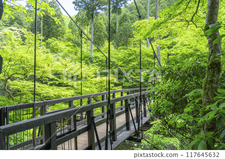 京都，神護寺腳下，楓樹叢與新綠 117645632