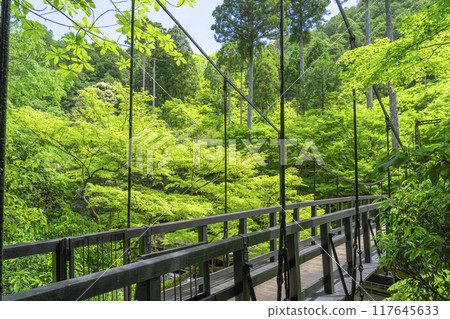 京都,神護寺腳下,楓樹叢與新綠 京都,神護寺腳下,楓樹叢與新綠 117645633