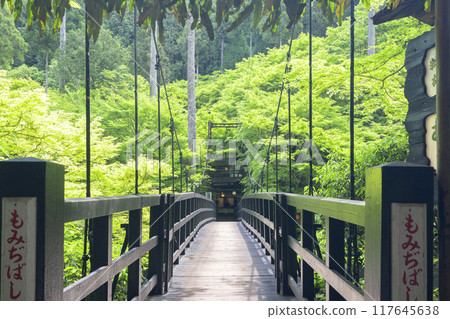京都，神護寺腳下，楓樹叢與新綠 117645638