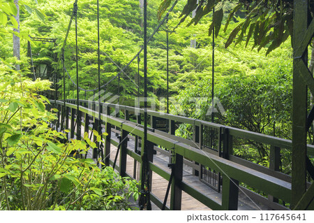 京都，神護寺腳下，楓樹叢與新綠 117645641