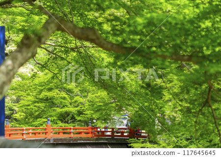 Kyoto, Jingoji Temple Approach, Takao Bridge and Fresh Greenery 117645645