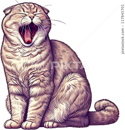 Yawning Scottish Fold Yawning Scottish Fold 117645701