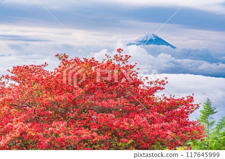 [山梨縣]從杜鵑花盛開的甘利山眺望富士山 117645999